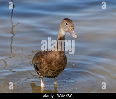 Un bambino rospo sibilo permanente d'anatra in acqua di un Corpus Christi, Texas pond. Foto Stock