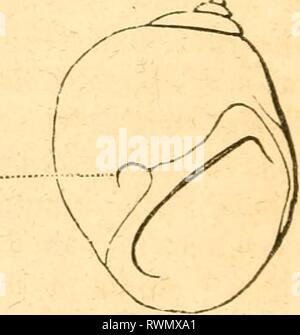 Elementi di conchology preparato degli elementi di conchology / preparati ad uso di scuole e collegi elementsofconcho00rusc Anno: 1844 2. La disposizione di tali gusci varia molto ; a volte essi sono costituiti da molti pezzi, ad altri, di un unico pezzo , talvolta essi sono simmetrici, in altri non simmetrico, e in questo ultimo caso, in proporzione di quanto essi sono allungati, vengono laminati o ritorti su se stessi, e costituiscono un ritorto a spirale conica. Questo ultimo modulo che si vede nel guscio della lumaca, è la più comune in gasteropods, e presenta numerose varietà. A volte Foto Stock