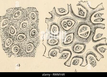 Testo elementare-libro di zoologia (1884) Foto Stock