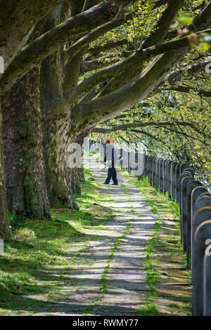 L'uomo nel casco di sicurezza rivestimenti prato ricoperta di Alberi rotondi da erba taglierina Foto Stock