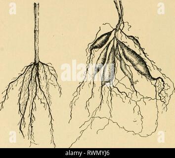 Elementi di agricoltura, per utilizzare gli elementi dell'agricoltura, per l'uso nelle scuole elementsofagricu00mcbr Anno: 1901 40 ELEMENTI DI AGRICULTTTRE radici, e j^ounger porzioni di radici principali sono cov- ered con filettatura fine-come rami che sono chiamato root peli. Queste piccole radici sono così piccole e delicate che sono difficili da trovare. Ma essi possono essere visti con la germogliazione di semi di rafano come descritto nell'esperimento sulla Fig. 5.-Le radici di una giovane pianta di mais; in cluster o radici di corona. (Disegno originale da pliotograph.) Fig. G.-radici tuberose della patata dolce. (Disegno originale da foto- grafico.) p Foto Stock