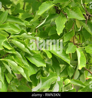 Foglie di cetriolo tree, Magnolia acuminati Foto Stock