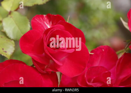 Red Rose in un giardino Foto Stock