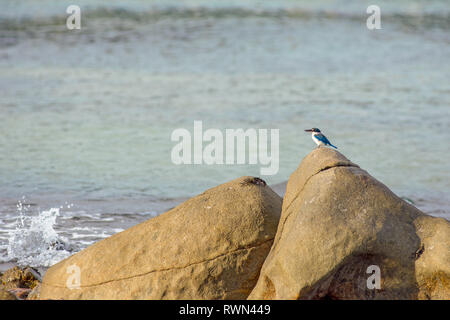 Un lone collare bianco kingfisher arroccato su un grande lato terra rock e un granchio di mare sat una parte superiore un altro rock. Foto Stock