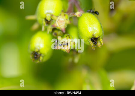 Una colonia di nero laboriose formiche sulla sommità del verde brillante delle gemme di piante in dettaglio macro. Foto Stock