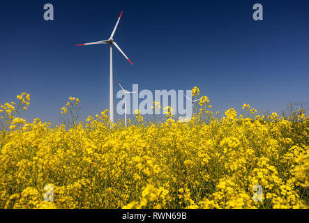 Le turbine eoliche. I campi con mulini a vento. Campo di colza in fiore. Fonti di energia rinnovabili. Proteggere l'ambiente. Dobrogea, Romania Foto Stock