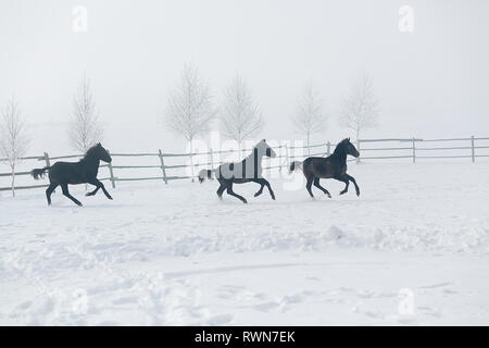 Cavalli neri vaganti in neve. Stagione invernale. Nebbioso giorno Foto Stock