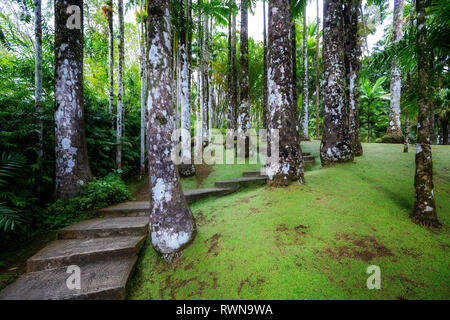 Fort-de-France, Martinica - 15 Gennaio 2018: Tropicale Balata garden. La Balata è un giardino botanico situato sulla Route de la balata circa 10 km fuori Foto Stock