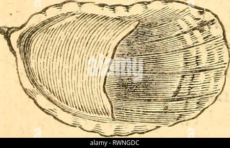 Elementi di conchology preparato degli elementi di conchology / preparati ad uso di scuole e collegi elementsofconcho00rusc Anno: 1844 Fi^. 72.-HIPPONYX. Foto Stock