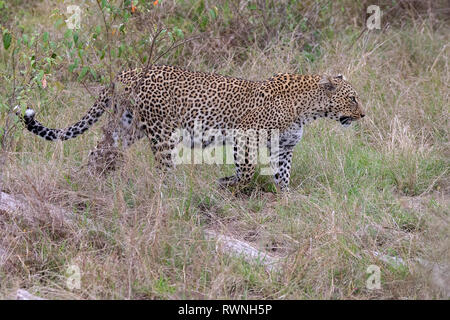 Cheetah camminare nelle praterie del Masai Mara, Kenya, Africa Foto Stock