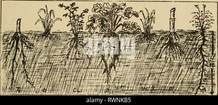 Agricoltura elementare con pratiche operazioni aritmetiche elementari di agricoltura con pratico elementaryagricu aritmetica01hatc Anno: 1906 IL RACCOLTO 71 sulla terra e arato sotto per arricchire il suolo. Ora è in buona forma per un secondo raccolto di tabacco. Passiamo ora a vedere che cosa è stato fatto: a cinque anno di rotazione è stata pianificata, costituita da tabacco, avena, trifoglio, mais e piselli, tornando al tabacco nuovamente il sesto anno. Nel corso di cinque anni è stato neces- sario il letame questo pezzo di terra ma una volta. Nel corso di due anni i legumi sono state coltivate e arato sotto vari sistemi di radice. T-tabacco, Foto Stock