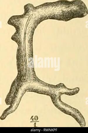Elemente der paläontologie bearbeitet (1890) Foto Stock