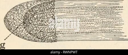 Elementi di biologia; un elementi pratici della biologia; un testo pratico-prenota la correlazione di botanica, zoologia e fisiologia umana elementsofbiolog00hunt Anno: [c1907] 86 botanica gara punto di crescita della radice. Appena al di sotto del tappo di root è una collezione di minuscoli, sottile-murato cellule. A questo punto le cellule sono impegnati nella suddivisione in nuove cellule molto rapidamente in effetti. Questo è il punto di crescita più rapida nella radice. Come la radice prende in acqua. - Che la radice di una pianta è attratto da acqua e viene stimolata anche dalla forza di gravità è stato già illustrato. Cerchiamo ora di risolvere la questione di come Foto Stock