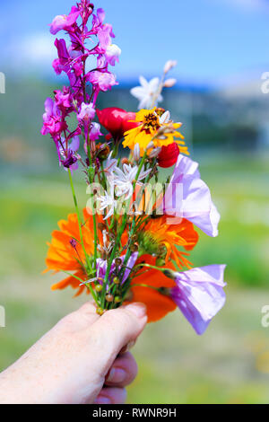 Bouquet di fiori selvatici in mano contro il cielo blu. Una donna mano che tiene un bouquet di fiori e di erbe raccolte sulla cima di una montagna Foto Stock