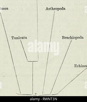 Elementi di anatomia comparata (1878) Elementi di anatomia comparata elementsofcompar78gege Anno: 1878 70 Anatomia Comparata. grandi divisioni sono pertanto disposti in connessione genealogica. La misura in cui ciascuna divisione è separato dalla sua borsisti varia in ogni caso. La relazione delle varie divisioni di grandi dimensioni a un altro è visto in allegate ad albero. Vertebrata Mollnsca Arthropoda Echinodermata Brachiopoda Vermes Coelenterata protozoi la più esatta la limitazione delle divisioni separate, nonché le ragioni per le relazioni genealogiche qui solo indicato, sarà f Foto Stock