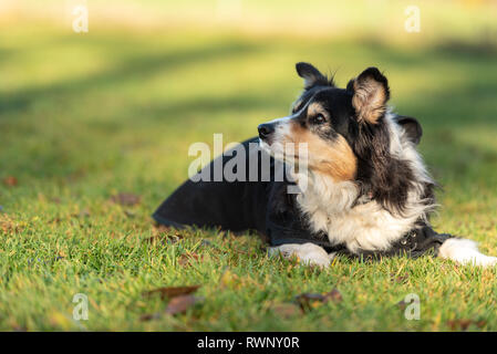Border Collie 16 anni. Vecchio cane indossa un cappotto di cane in autunno per proteggersi dal freddo. Foto Stock