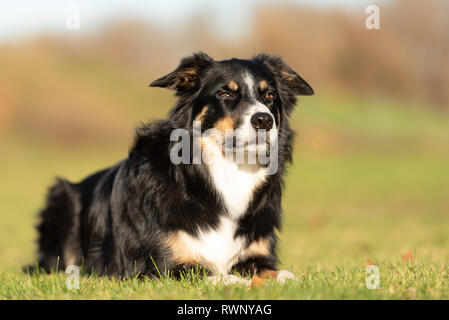 Border Collie ritratto. Cane è giacente in un prato in autunno Foto Stock