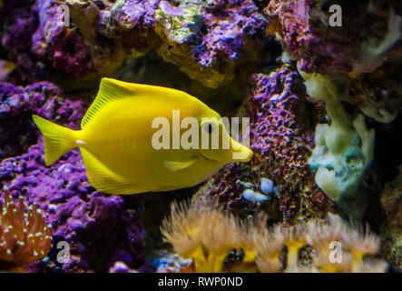 Codolo giallo pesce, uno dei più popolari pesci in acquacoltura, pesci tropicali dalle Hawaii Foto Stock