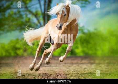 Cavalli di Razza Haflinger. Adulto stallone in un paddock, mostra-off. Alto Adige, Italia Foto Stock