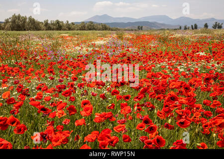 Red poppies and other wildflowers in bloom in a field; Spain Foto Stock