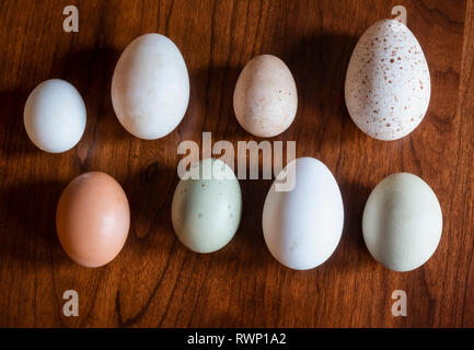 Assortimento di uova; Lititz, Pennsylvania, Stati Uniti d'America Foto Stock