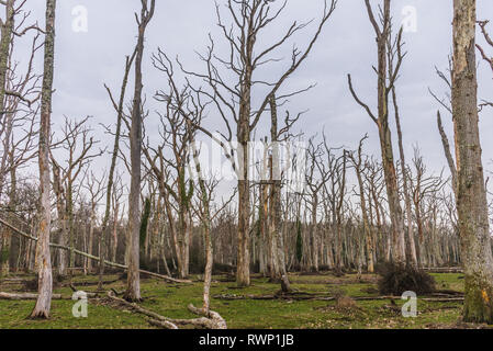 Dead Oak tree forest in New Forest National Park, Hampshire, Inghilterra, Regno Unito Foto Stock