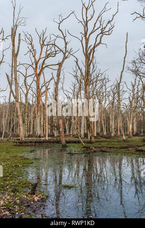 Dead Oak tree forest su superfici inondate/ floodplain nel nuovo Parco Nazionale Foreste, Hampshire, Inghilterra, Regno Unito Foto Stock