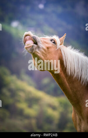 Cavalli di Razza Haflinger. Ritratto di novellame di stallone, facendo il flehmen. Alto Adige, Italia Foto Stock