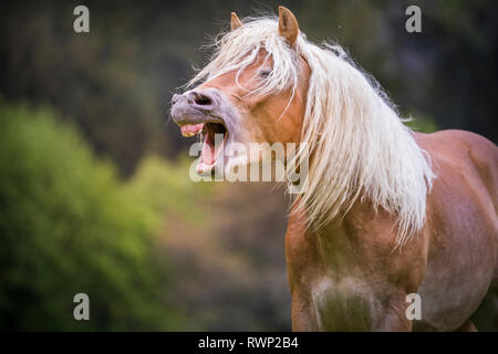 Cavalli di Razza Haflinger. Ritratto di novellame di stallone, sbadigli. Alto Adige, Italia Foto Stock