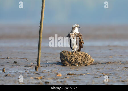 Un Osprey arroccata su una roccia Foto Stock