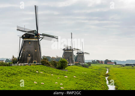Tre vecchi mulini a vento di legno in una fila lungo un campo erboso con pecore e piccolo fosso riempito con acqua, vicino Stompwijk; Paesi Bassi Foto Stock