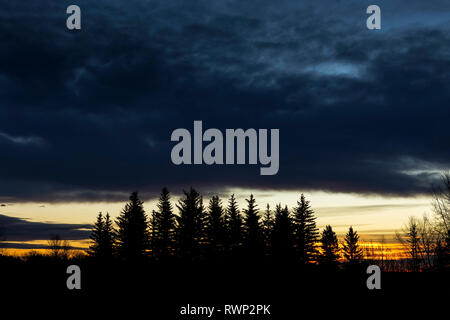 Silhouette di un gruppo di alberi sempreverdi con drammatica nuvole e cielo a sunrise; Calgary, Alberta, Canada Foto Stock