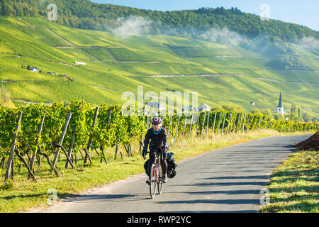 Ciclista femmina lungo la vigna percorso in bicicletta con filari di viti e ripida collina vigneti in background, vicino Piesport; Germania Foto Stock