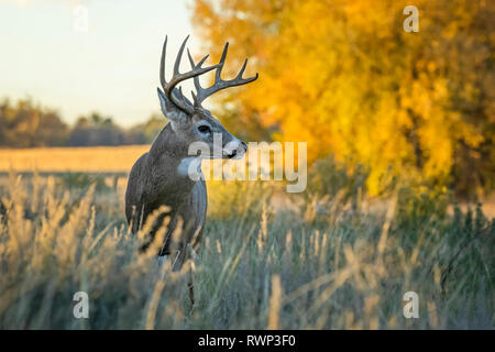 White-Tailed Deer (Odocoileus virginianus) buck, Pianure orientali; Colorado, Stati Uniti d'America Foto Stock