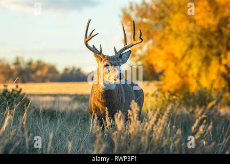 White-Tailed Deer (Odocoileus virginianus) buck, Pianure orientali; Colorado, Stati Uniti d'America Foto Stock