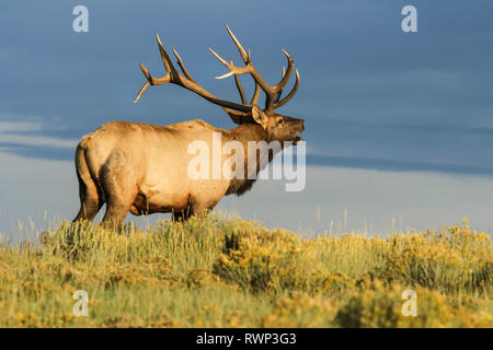 Bull Elk (Cervus canadensis) bugling; Steamboat Springs, Colorado, Stati Uniti d'America Foto Stock