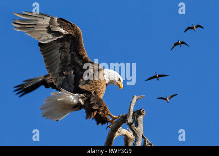 American aquila calva (Haliaeetus leucocephalus) lo sbarco su un ramo di albero con un branco di oche del Canada (Branta canadensis) flying overhead Foto Stock