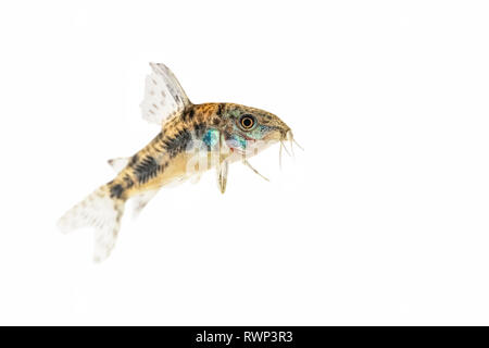 Pepati Cory Catfish (Corydoras paleatus) su uno sfondo bianco Foto Stock