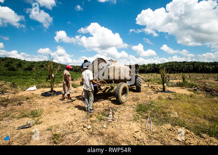 Piantate Palm tree attività di irrigazione in aree di reimpianto durante la stagione secca da evitare perdite dalla mortalità ad albero Foto Stock