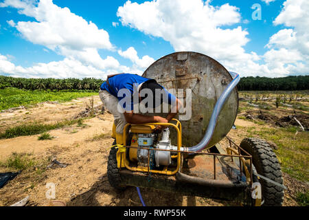 Piantate Palm tree attività di irrigazione in aree di reimpianto durante la stagione secca da evitare perdite dalla mortalità ad albero Foto Stock