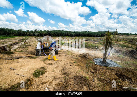 Piantate Palm tree attività di irrigazione in aree di reimpianto durante la stagione secca da evitare perdite dalla mortalità ad albero Foto Stock