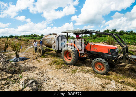 Piantate Palm tree attività di irrigazione in aree di reimpianto durante la stagione secca da evitare perdite dalla mortalità ad albero Foto Stock