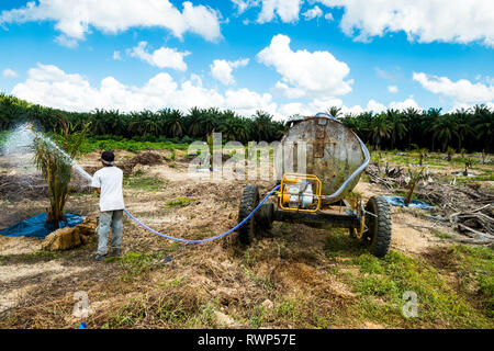 Piantate Palm tree attività di irrigazione in aree di reimpianto durante la stagione secca da evitare perdite dalla mortalità ad albero Foto Stock