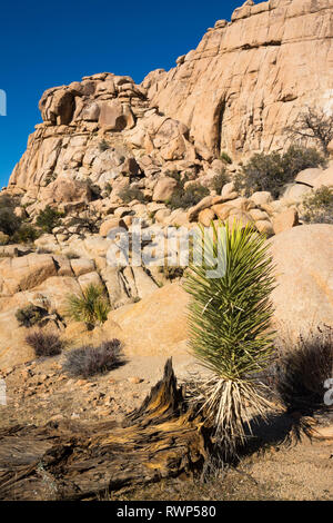 Mojave yucca o spagnolo pugnale, Yucca schidigera, Joshua Tree National Park, California, Stati Uniti d'America Foto Stock