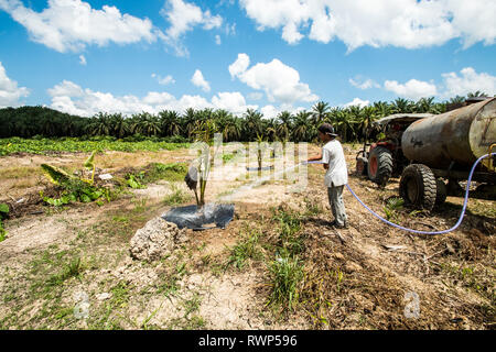 Piantate Palm tree attività di irrigazione in aree di reimpianto durante la stagione secca da evitare perdite dalla mortalità ad albero Foto Stock