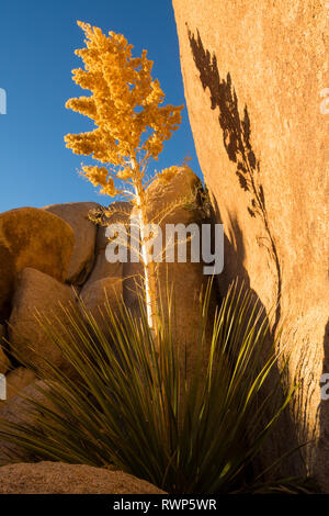 Parry's beargrass,Parry nolina, o gigante nolina, Nolina parryi, Joshua Tree National Park, California, Stati Uniti d'America Foto Stock