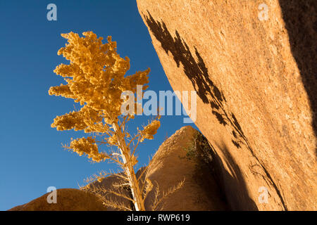 Parry's beargrass,Parry nolina, o gigante nolina, Nolina parryi, Joshua Tree National Park, California, Stati Uniti d'America Foto Stock