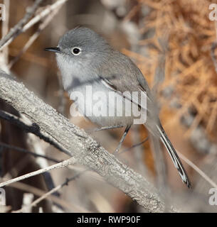 Vista laterale di un colore blu-grigio gnatcatcher (Polioptila caerulea) nel deserto della California Foto Stock