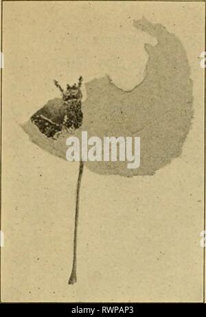 Entomologia elementare (1912) elementare entomologia elementaryentom00sabbia Anno: 1912 Fig. 275. Caterpillar del viceré butterfly. (Ridotto) (fotografia di erba) Foto Stock