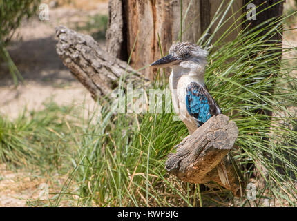 Il blue-winged kookaburra (Dacelo leachii) seduto su albero in natura. Foto Stock